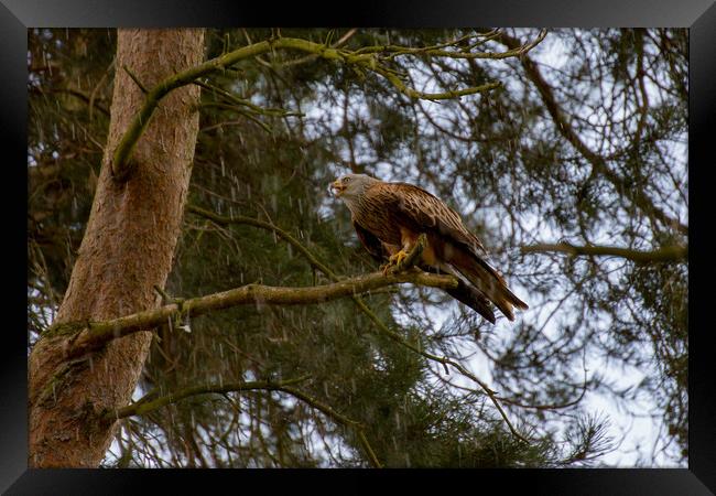 Red Kite Framed Print by Roger Green