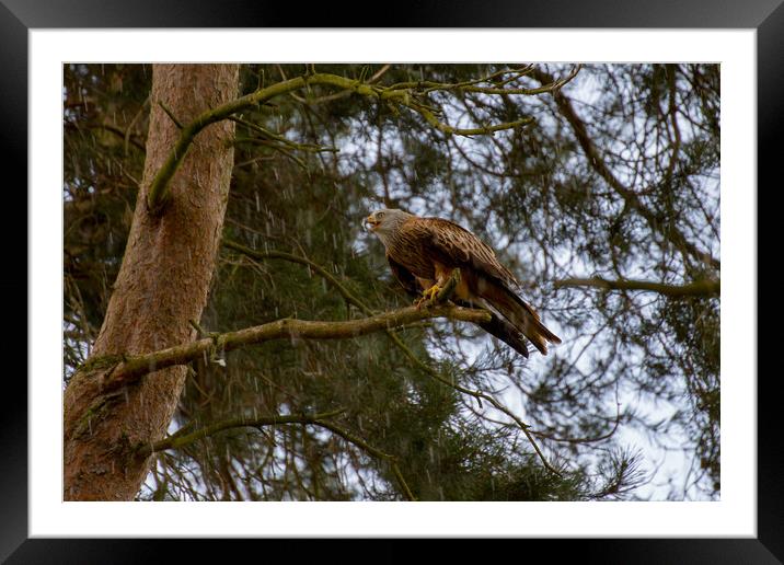 Red Kite Framed Mounted Print by Roger Green