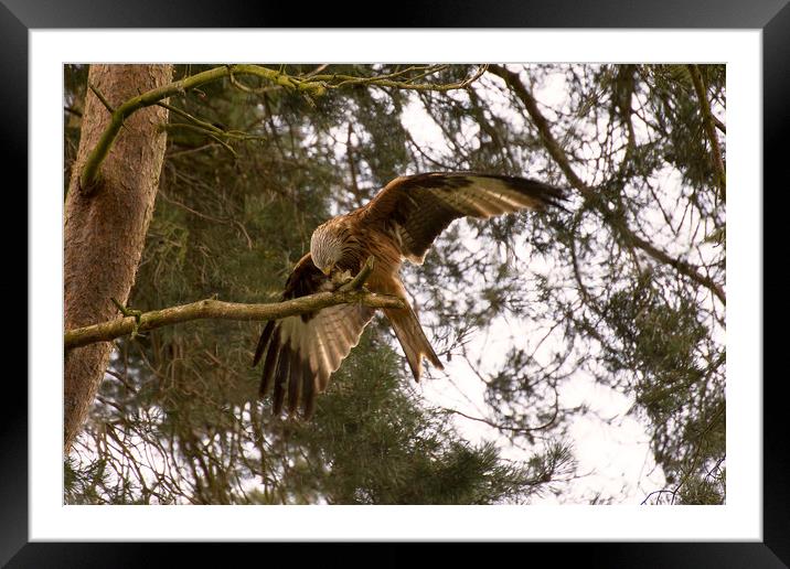 Red Kite Framed Mounted Print by Roger Green