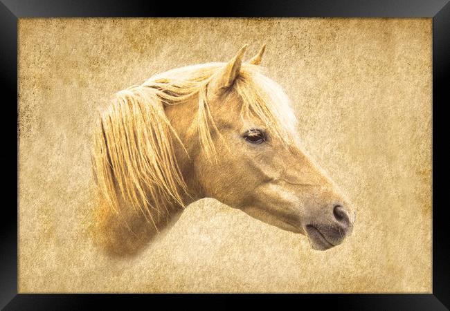 Horse Framed Print by Roger Green