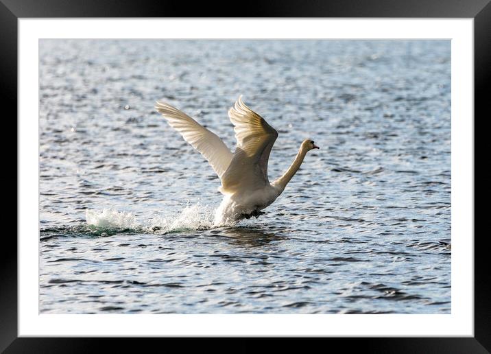 Mute Swan Framed Mounted Print by Roger Green