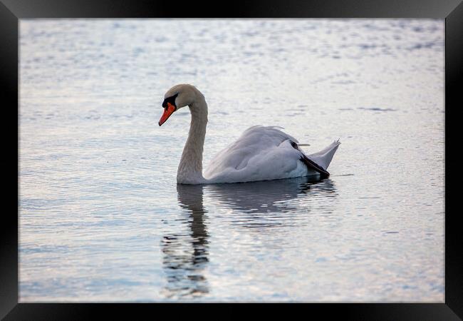 Mute Swan Framed Print by Roger Green