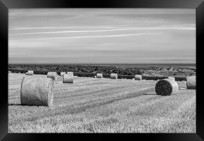 Straw Field at Embleton Framed Print by Roger Green