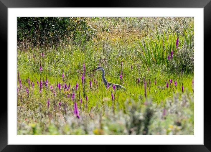 Grey Heron Framed Mounted Print by Roger Green