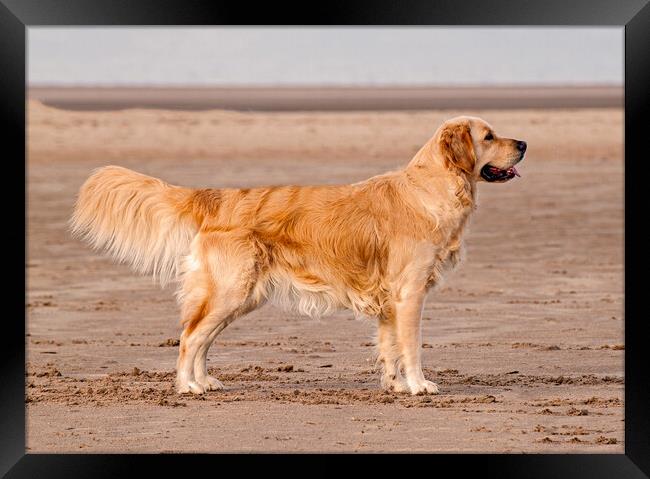 Golden Retriever Framed Print by Roger Green