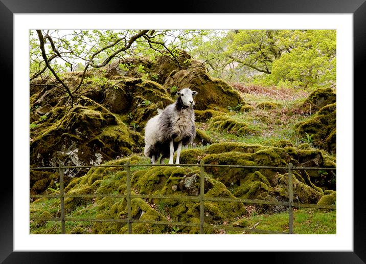 Herdwick Sheep Framed Mounted Print by Roger Green