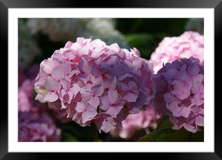 Hydrangea Framed Mounted Print by Dave Parkin
