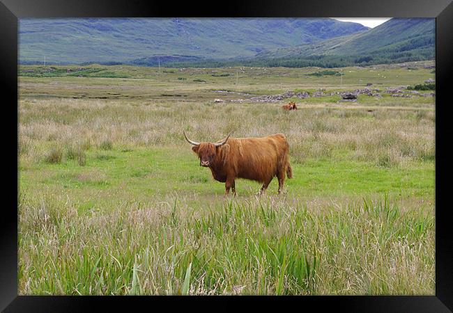 Highland Cow Framed Print by Dave Parkin