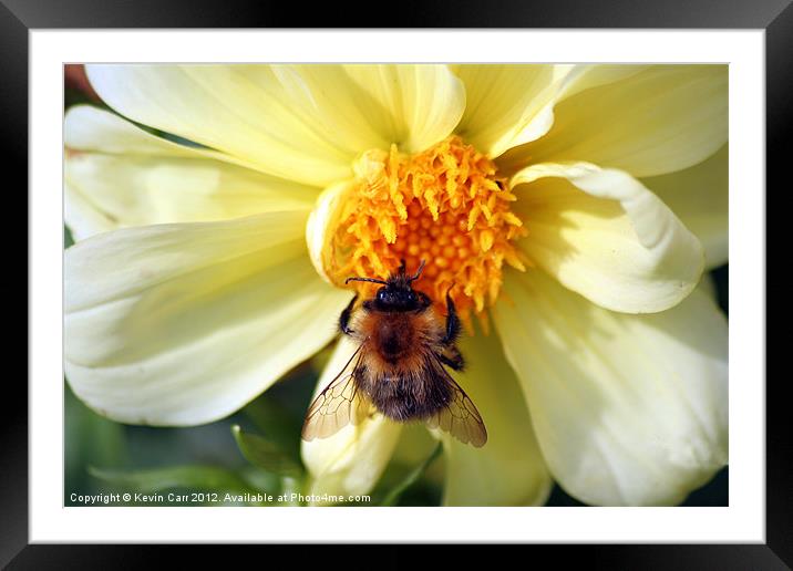 Busy Bee Framed Mounted Print by Kevin Carr