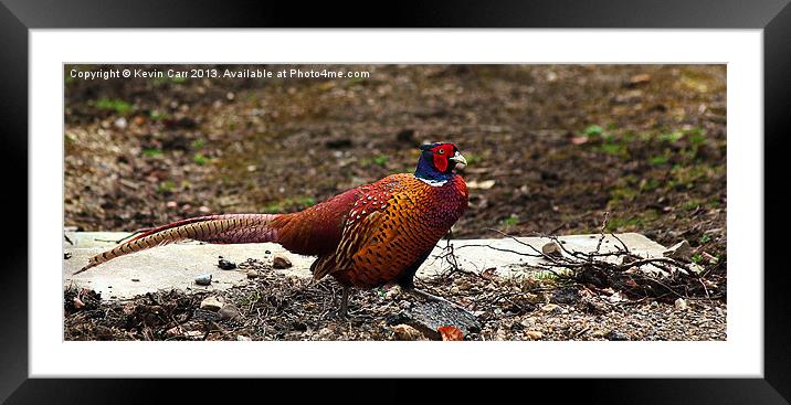 Fountains Abbey Pheasant Framed Mounted Print by Kevin Carr