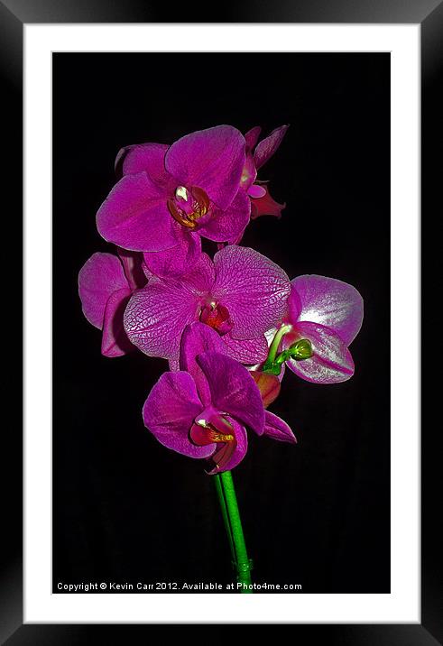 Purple Orchid Framed Mounted Print by Kevin Carr