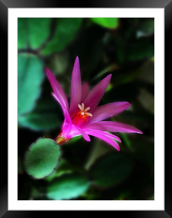 Christmas Cactus Flower Framed Mounted Print by Kevin Carr