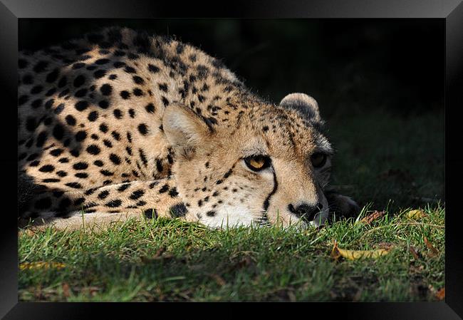 Resting Cheetah Framed Print by Robin Lodge