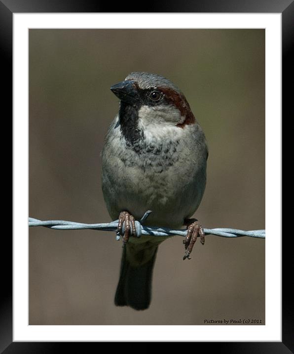 Sparrow Framed Mounted Print by Paul Howell