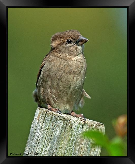 Sparrow Framed Print by Paul Howell