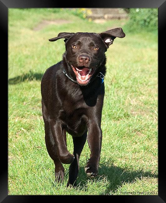 1 Happy Boy Framed Print by Paul Howell