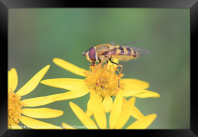 hover fly Framed Print by terrylee davis