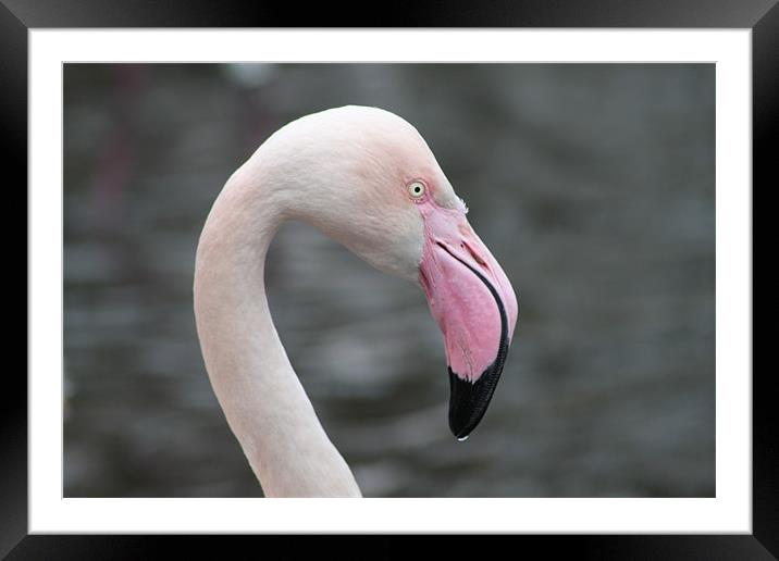 the flamingo Framed Mounted Print by terrylee davis