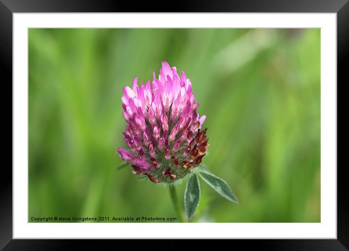 red clover Framed Mounted Print by steve livingstone