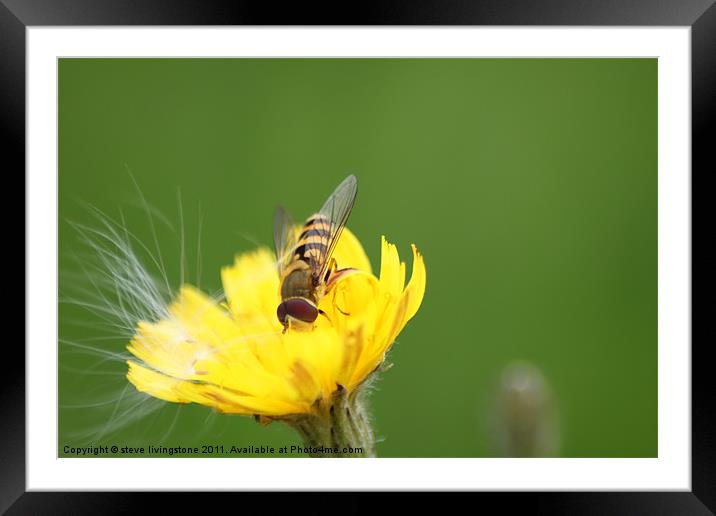 hoverfly relaxed Framed Mounted Print by steve livingstone