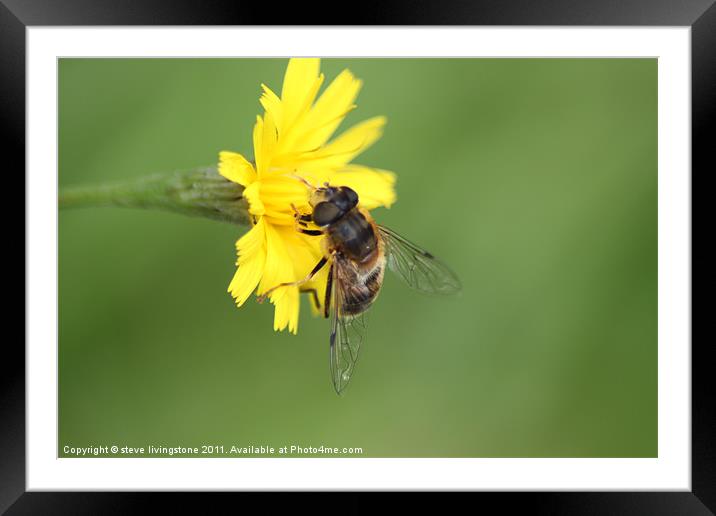 hoverfly feeding Framed Mounted Print by steve livingstone