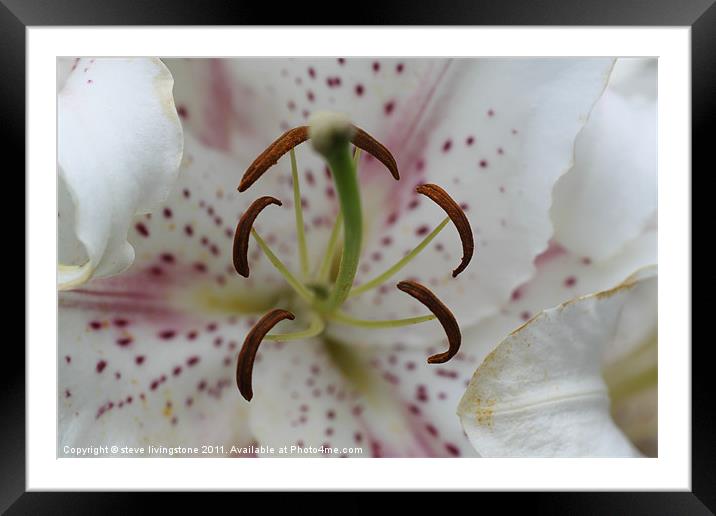 lily close up Framed Mounted Print by steve livingstone