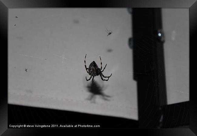 Garden Cross Spider,,Araneus Diadematus Framed Print by steve livingstone