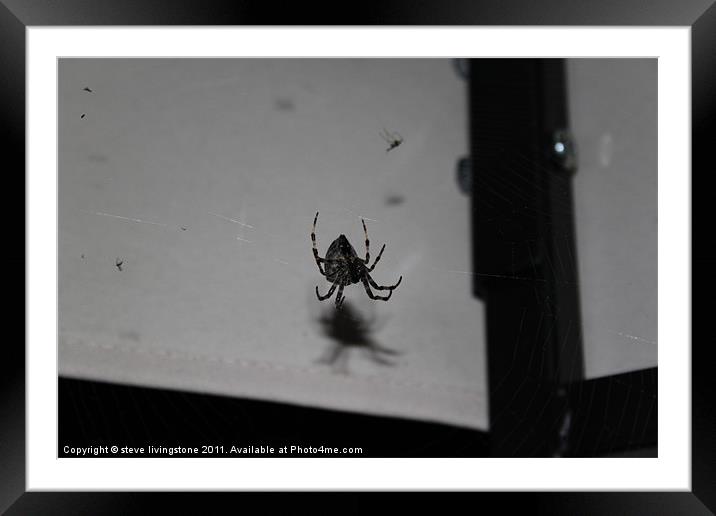 Garden Cross Spider,,Araneus Diadematus Framed Mounted Print by steve livingstone