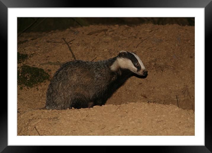 badger Framed Mounted Print by steve livingstone