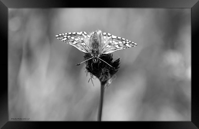 Ode To A Dying Flower Framed Print by Sharon Pfeiffer