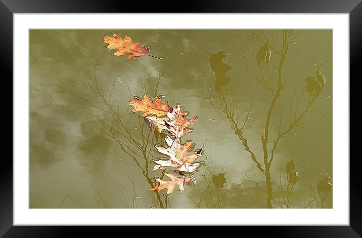 To Every Season There Is Change Framed Mounted Print by Sharon Pfeiffer