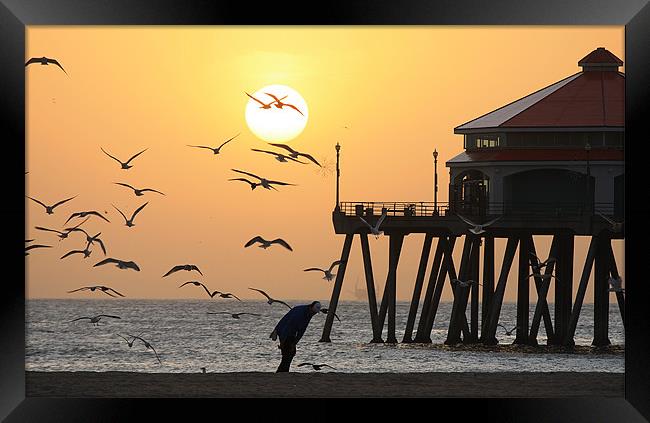 Sunset Over Seagulls Framed Print by Sharon Pfeiffer