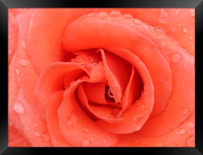 A beautiful Peach Rose. Framed Print by Becky Dix