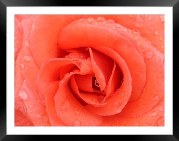 A beautiful Peach Rose. Framed Mounted Print by Becky Dix