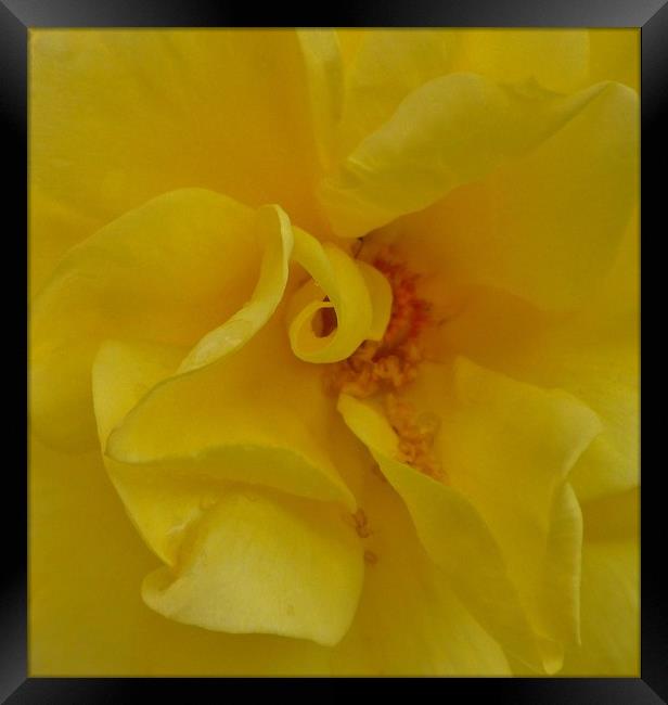 A beautiful Yellow Rose. Framed Print by Becky Dix