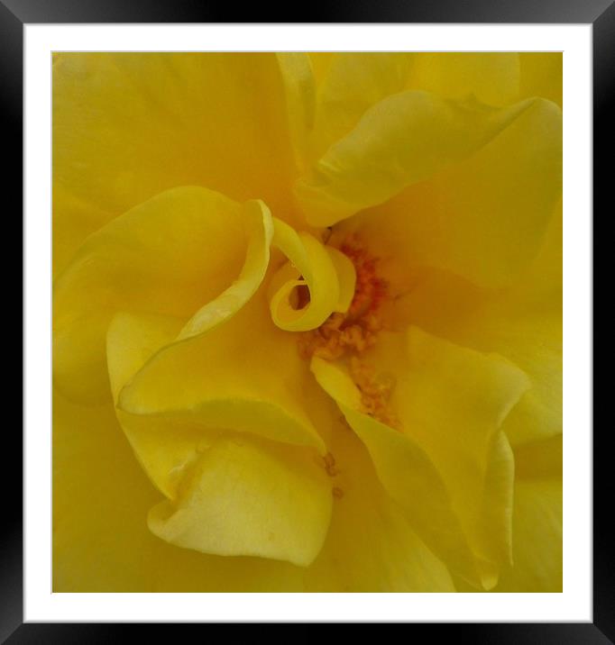 A beautiful Yellow Rose. Framed Mounted Print by Becky Dix