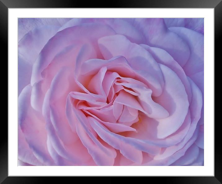 A Beautiful Baby Pink Rose. Framed Mounted Print by Becky Dix