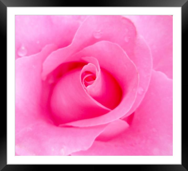 A Beautiful shocking Pink Rose. Framed Mounted Print by Becky Dix