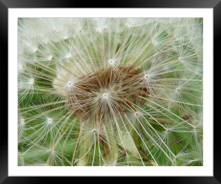 Dandelion Clock. Framed Mounted Print by Becky Dix