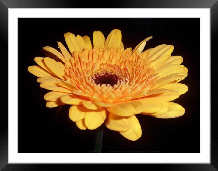 Yellow Michaelmas Daisy. Framed Mounted Print by Becky Dix