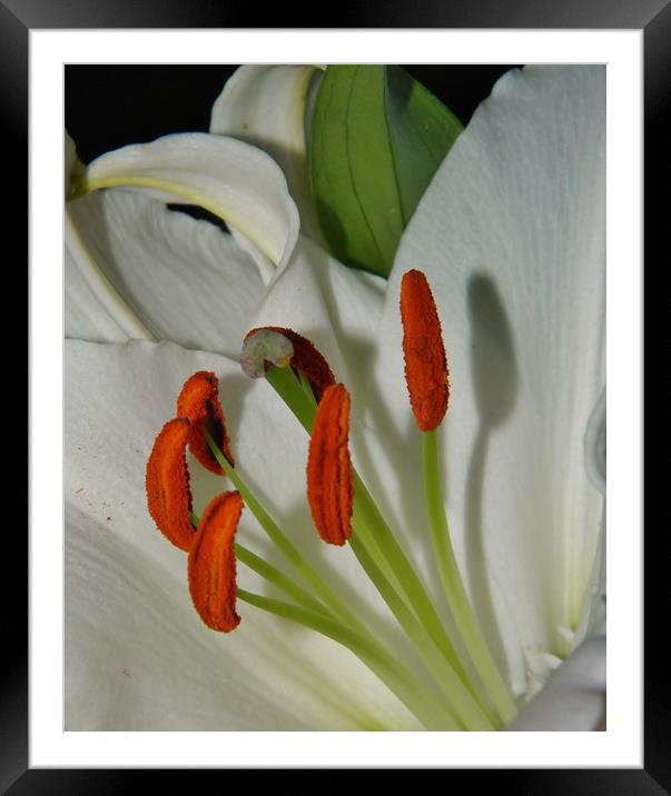 White Oriental Lily. Framed Mounted Print by Becky Dix