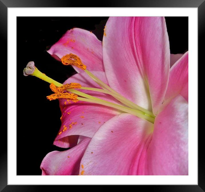 Pretty Pink Lily. Framed Mounted Print by Becky Dix