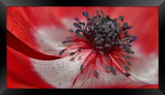 Red Anenome. Framed Print by Becky Dix