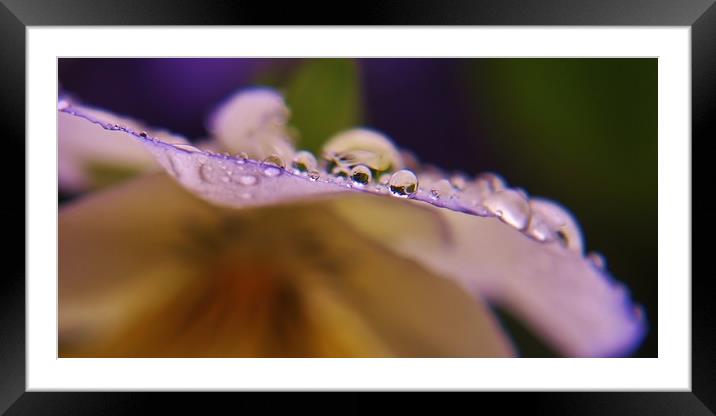 Beads and Petals, Colour. Framed Mounted Print by Becky Dix
