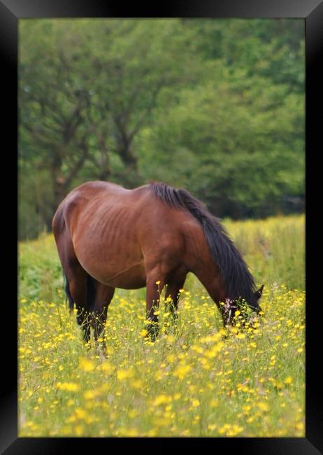 Buttercup. Framed Print by Becky Dix