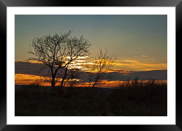 Tree Silhouettes at Sunset 1 Framed Mounted Print by Becky Dix