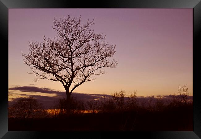 Tree Silhouettes at Sunset 2 Framed Print by Becky Dix