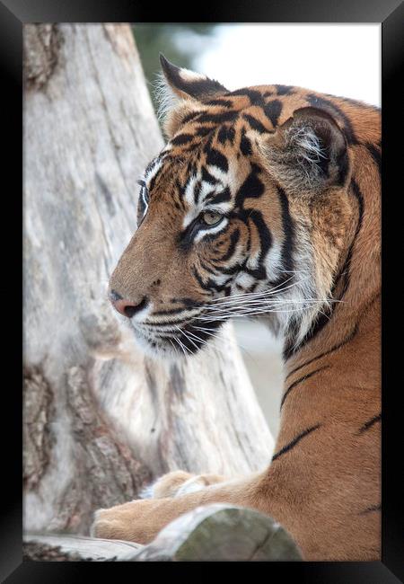  Sumatran Tiger 2  Framed Print by Becky Dix