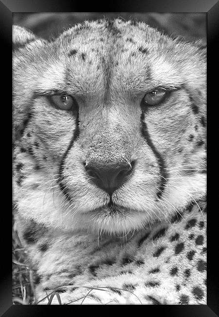  Cheetah, Black & White. Framed Print by Becky Dix