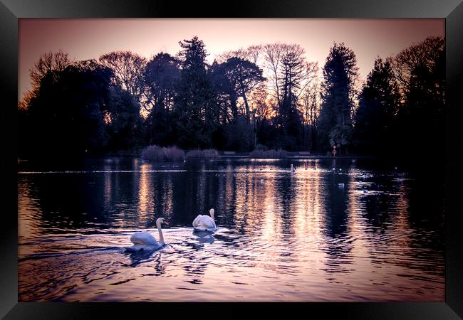  Swans at Sunset. Framed Print by Becky Dix
